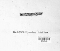 Hypoderma rubi image